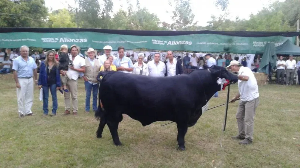 El Gran Campeón de la raza Angus en la antesala del Prado.