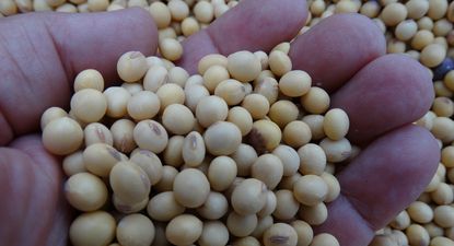 La soja fue el principal producto exportado en junio, con ventas por US$ 336 millones,