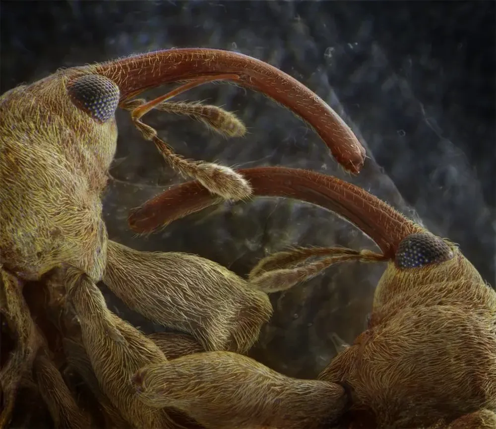 Un coleóptero encontrado en la cocina