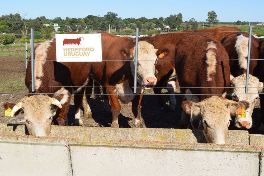 Hereford: una de las principales razas vacunas en Uruguay, presente en el predio de la ARU en la Expo Rural de Melilla.