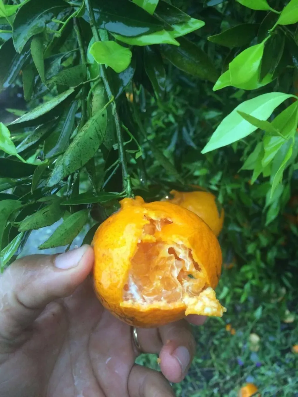 Destrozos en frutas, plantas y estructuras productivas.