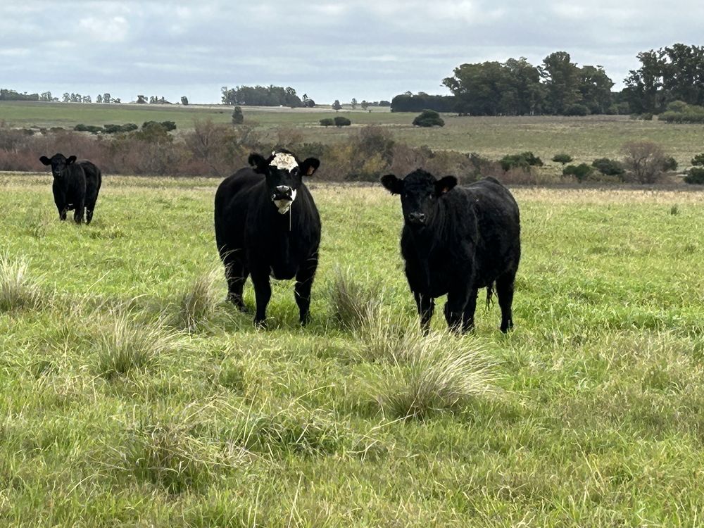 El origen de la carne uruguaya exportada con una certificación hasta ahora inédita.