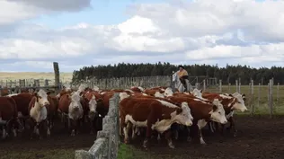 Ganadería: puntal del sector de los agronegocios en Uruguay.