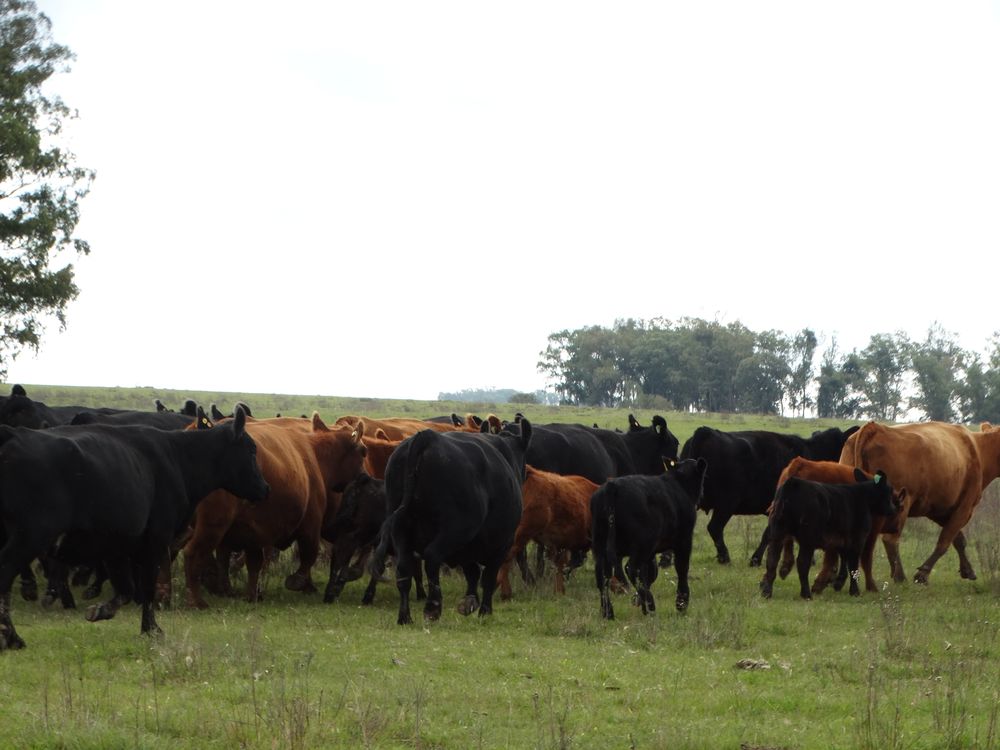Gobierno: se presentó un programa que procura estimular la producción ganadera en Uruguay.
