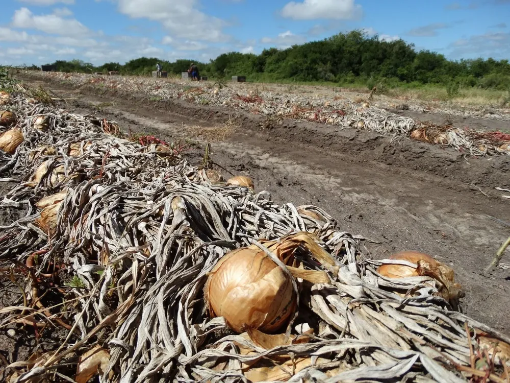 Uno de los rubros particularmente afectados es la cebolla.