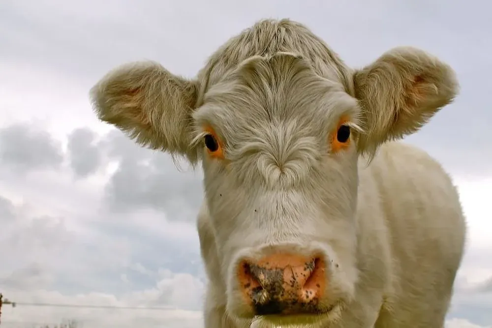 Adversidad sanitaria en Inglaterra.