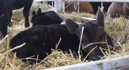Los mellizos nacieron hace un mes y medio.