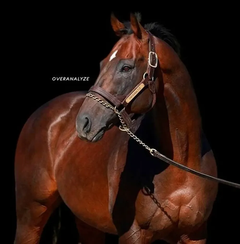 El miércoles 24 de agosto Zambrano & Cía realizará el remate del Haras Cuatro Piedras.