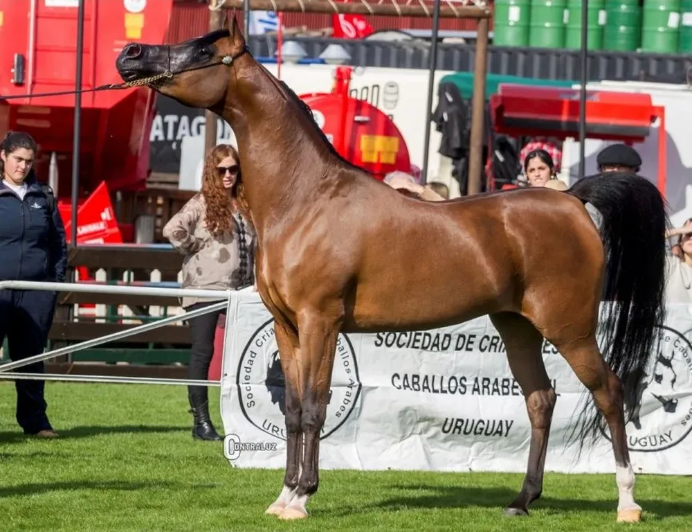 Kharalisa BPA, criada en EEUU y que le pertenece a Haras Doña Cecilia, fue la Mejor Hembra de 2016