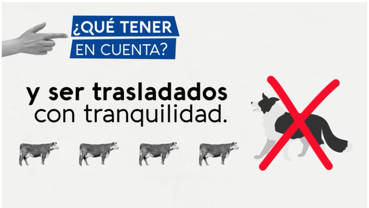 Agua, estrés y jeringas pistola: el video del MGAP sobre buenas prácticas para vacunar contra la fiebre aftosa