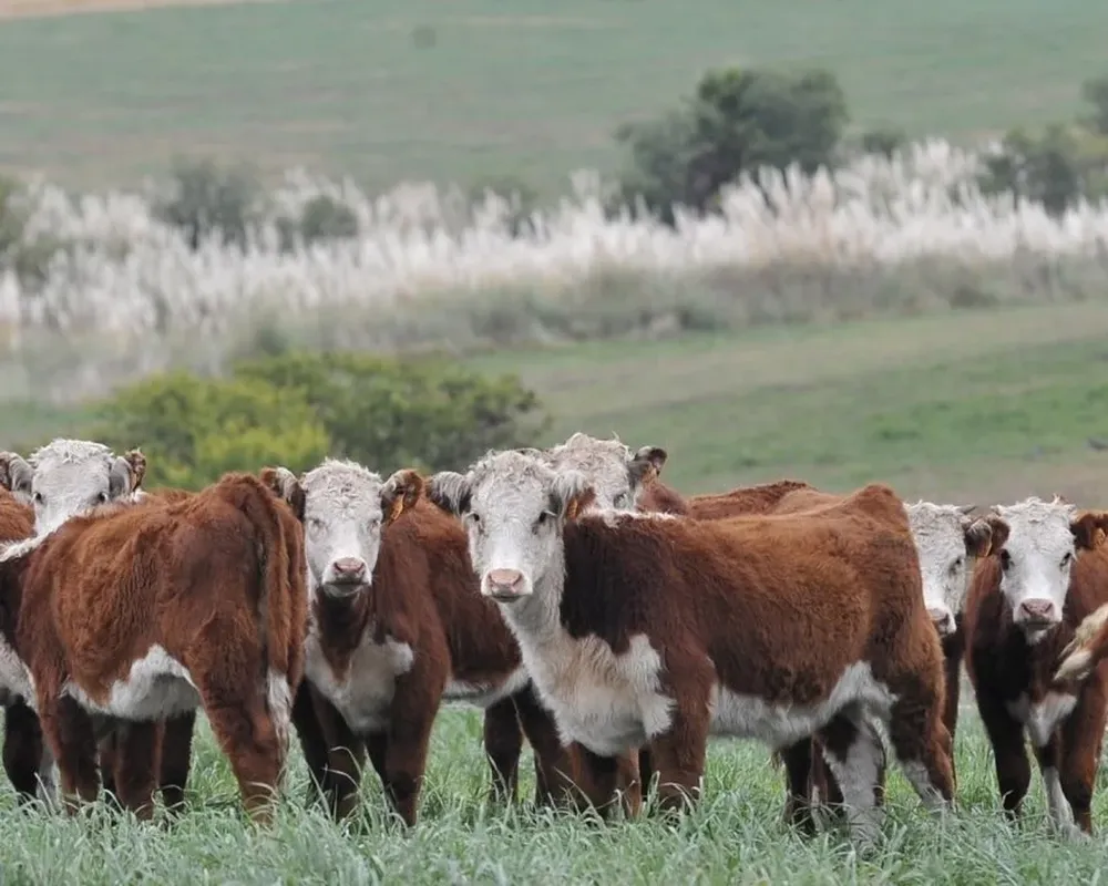 Es posible armar estrategias para que el negocio ganadero sea atractivo, según demostró Capurro