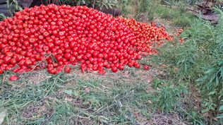 Tomate desperdiciado: el precio no cubre el costo de producirlo y trasladarlo al sitio de venta.