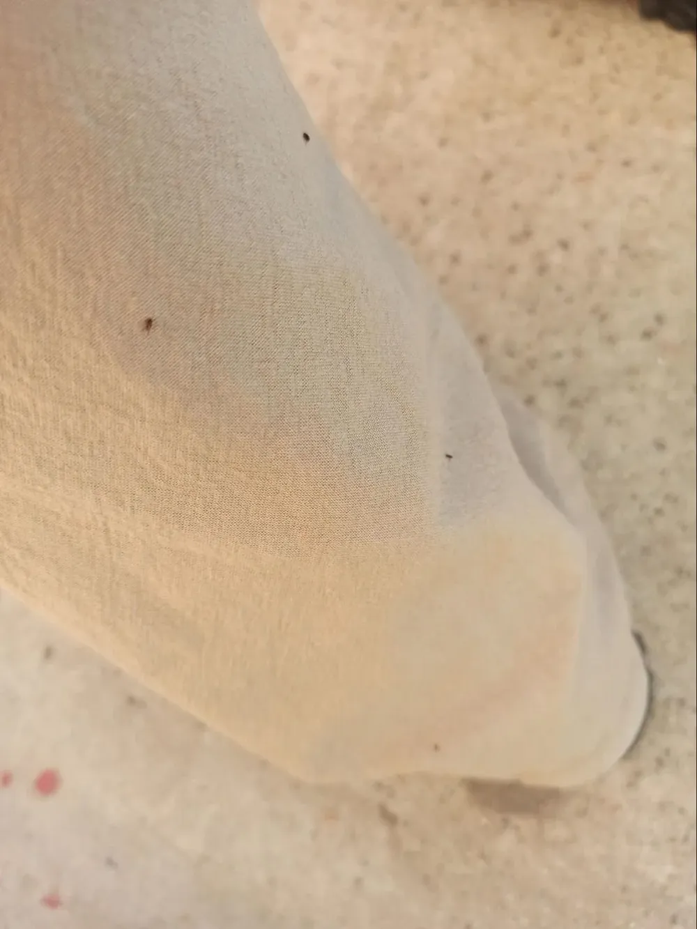 Invasión de pulgas en el centro educativo