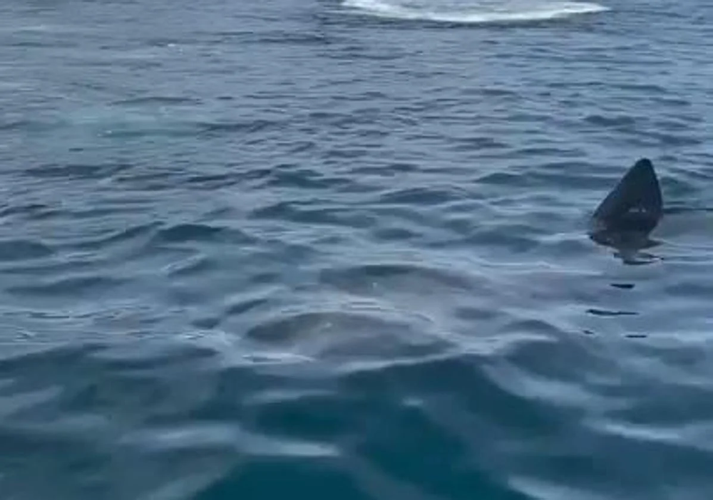 El imponente tiburón peregrino de 8 metros en la costa de Marbella.