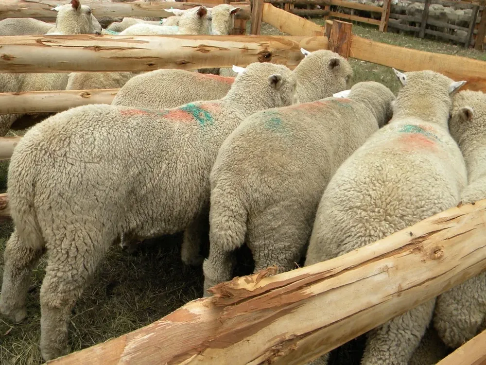 La Copa del Mundo será un escenario para que los exportadores promocionen la carne ovina