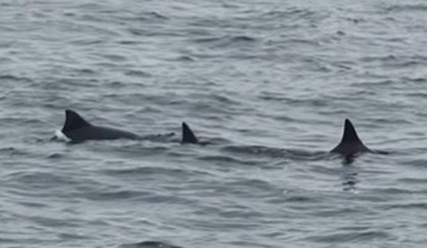 Delfines en la zona de La Barra de Punta del Este