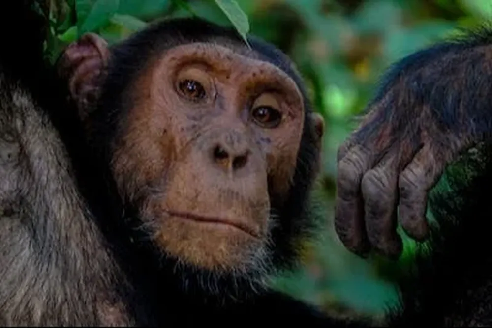 El chimpancé es una de las especies de monos cuya memoria social podría ser equivalente a la humana.