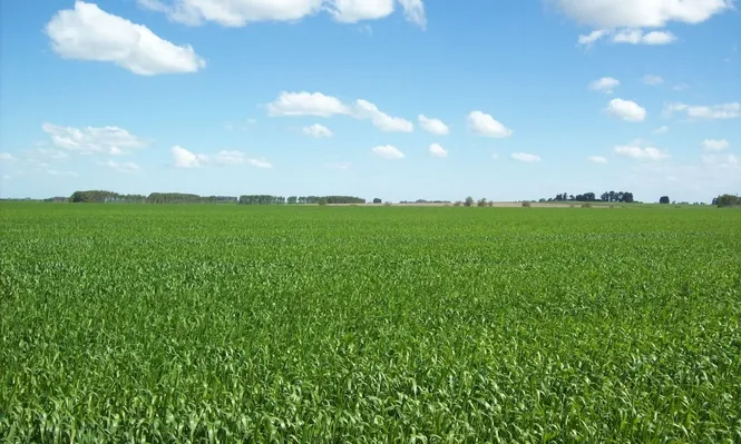 Gobiernos del FA autorizaron a más de 100 sociedades a ser dueñas de tierras