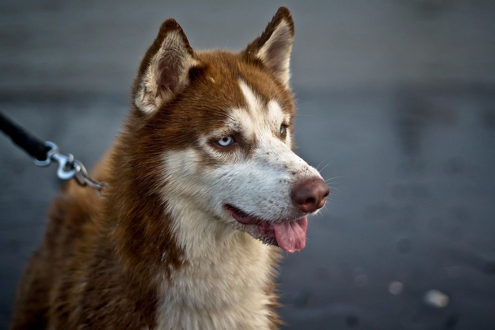 Los ojos azules en los Huskies se deben a una mutación genética específica de un cromosoma.