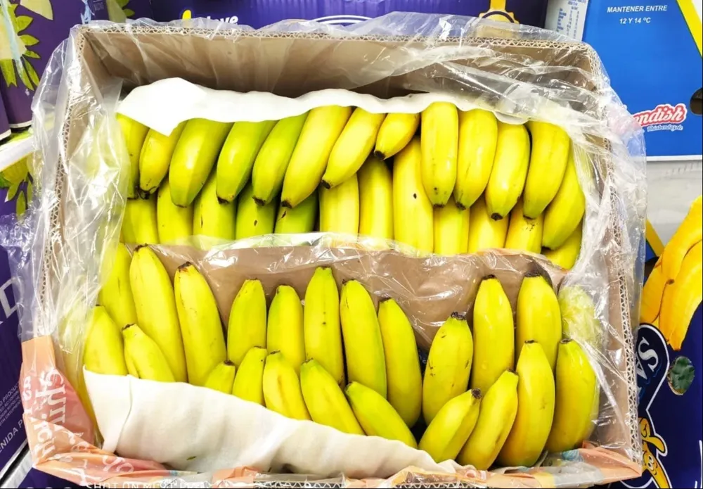 Rusia es el segundo destino del banano ecuatoriano, con un 21% (casi 76 millones de cajas) del total de ventas al exterior.