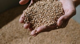 Agricultura: Brasil inyectará muchísimos granos al mercado y eso, se espera, impactará en los precios.
