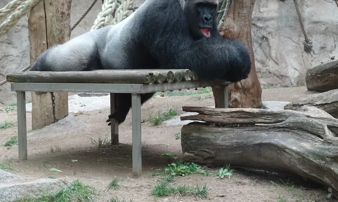 El Gorila Xebo llegó de Roterdam en 1996