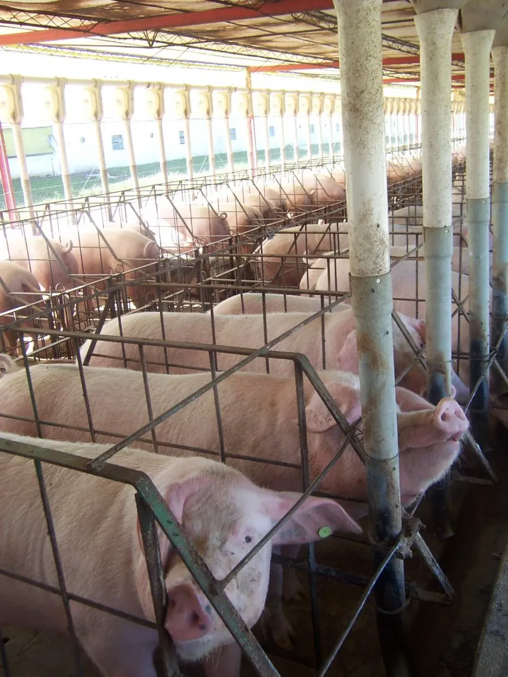 Cerdos y pollos se alimentan con granos de mayor calidad.