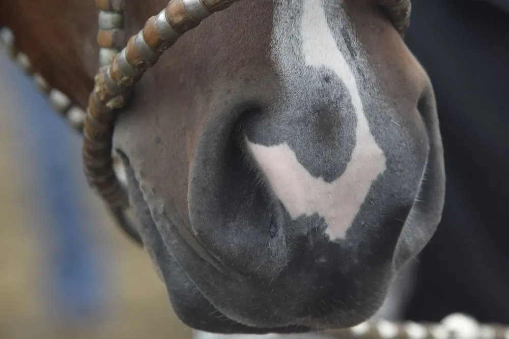 Criadores de Criollos suspendieron todas sus actividades.