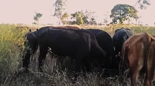 Las vacas este martes en el predio de la escuela