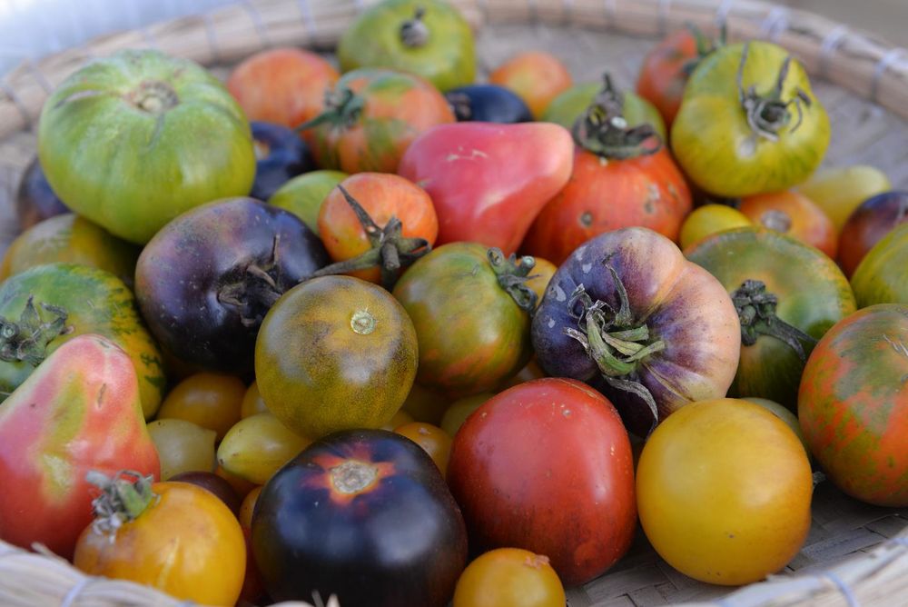 NO USAR Fiesta del Tomate
