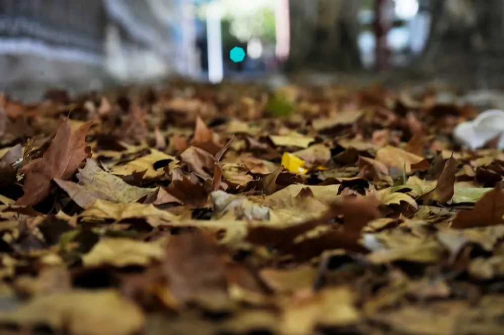 Hojas de plátano caídas en otoño