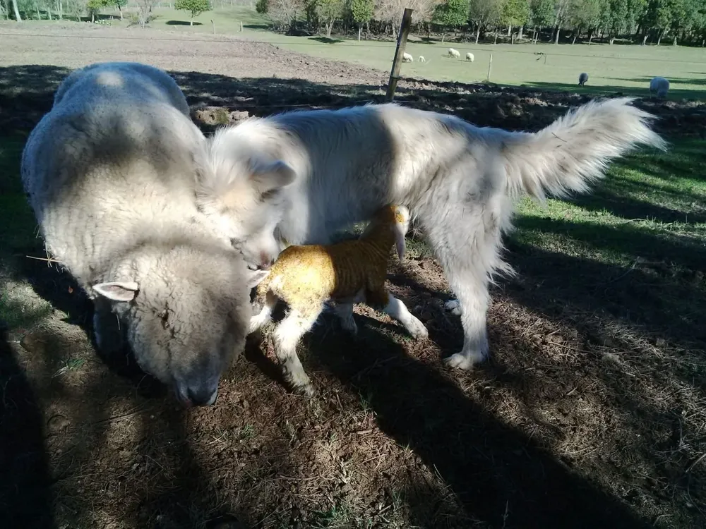 Uma, la perra que se luce en un predio de El Colorado, en Canelones.