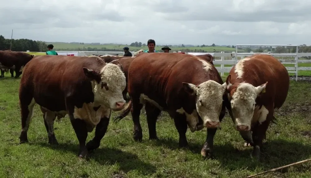 Lote Campeón PI de Martha Arrarte