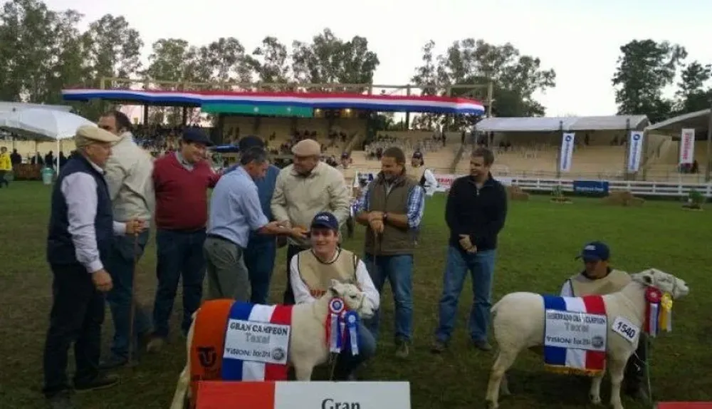 El Gran Campeón Texel PI