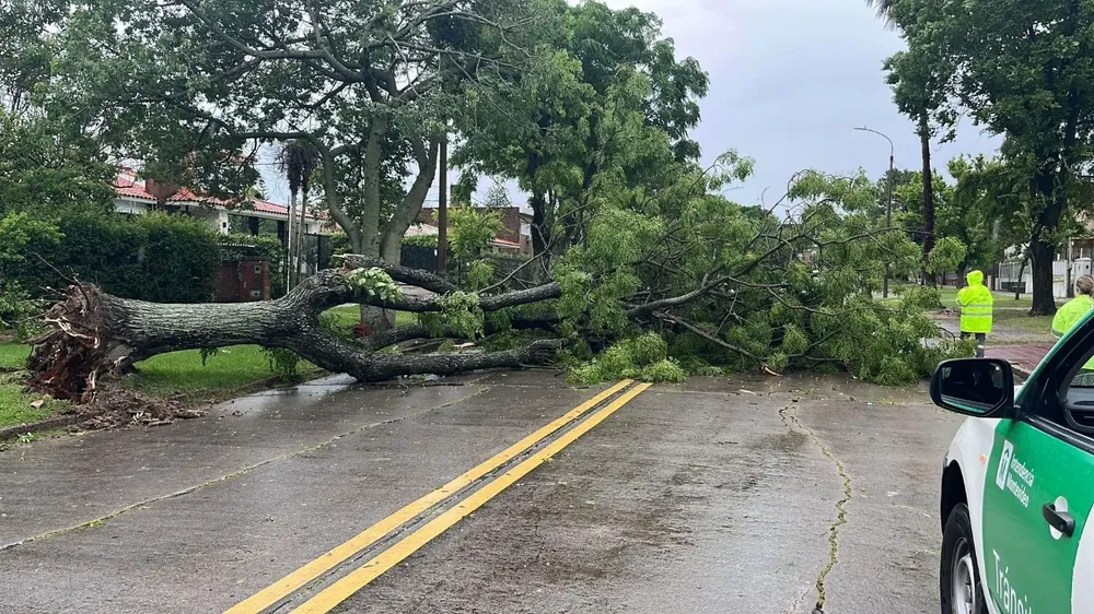 Árbol caído por la tormenta en Montevideo
