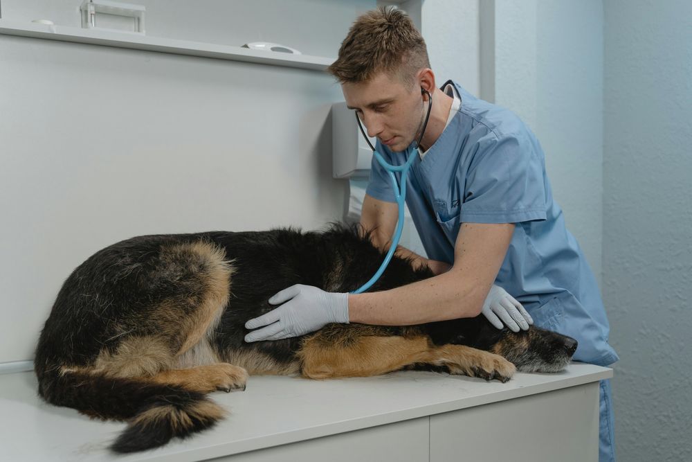 La gripe en perros puede durar hasta cuatro semanas.