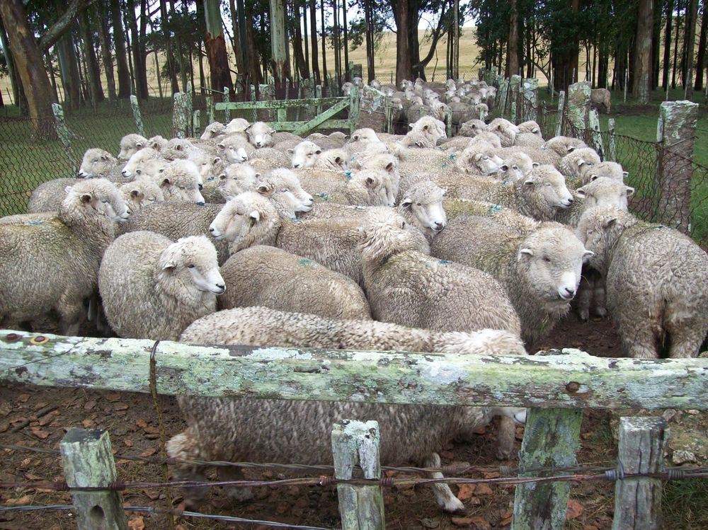 Ovinos de la raza Merilín listos para embarcar.