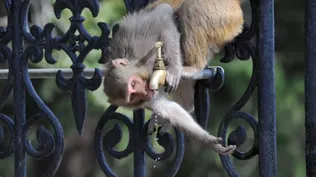 Un mono toma agua de una canilla un día de calor en India