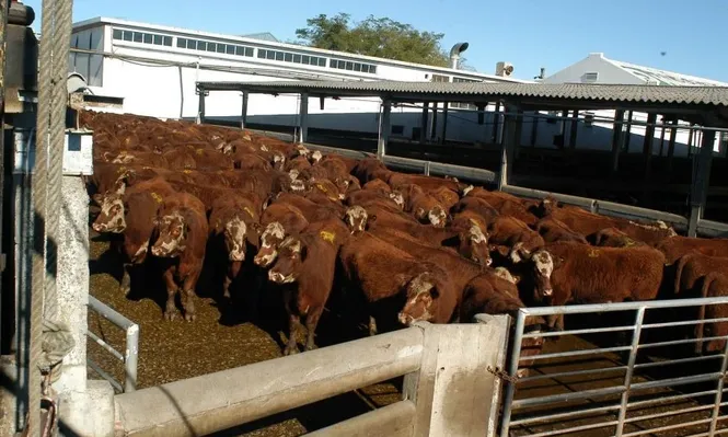 La faena semanal se aproximó a las 50.000 cabezas vacunas