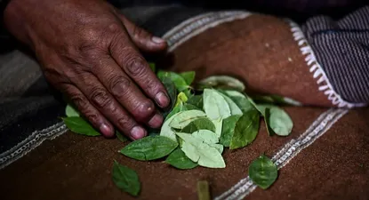 elecciones en bolivia: lo que le dicen las hojas de coca al chaman tres estrellas