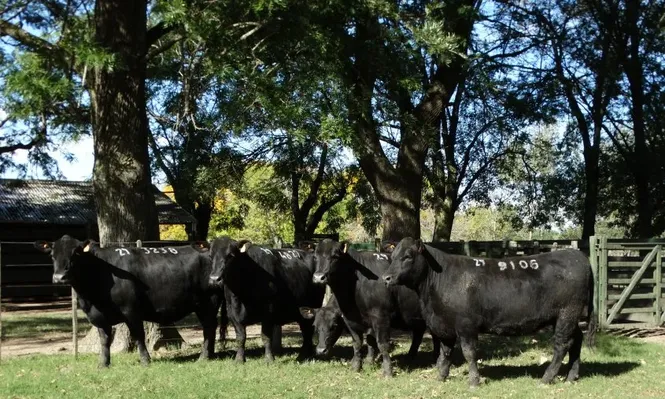 Zambrano rematará en la III Expo Vientres Angus