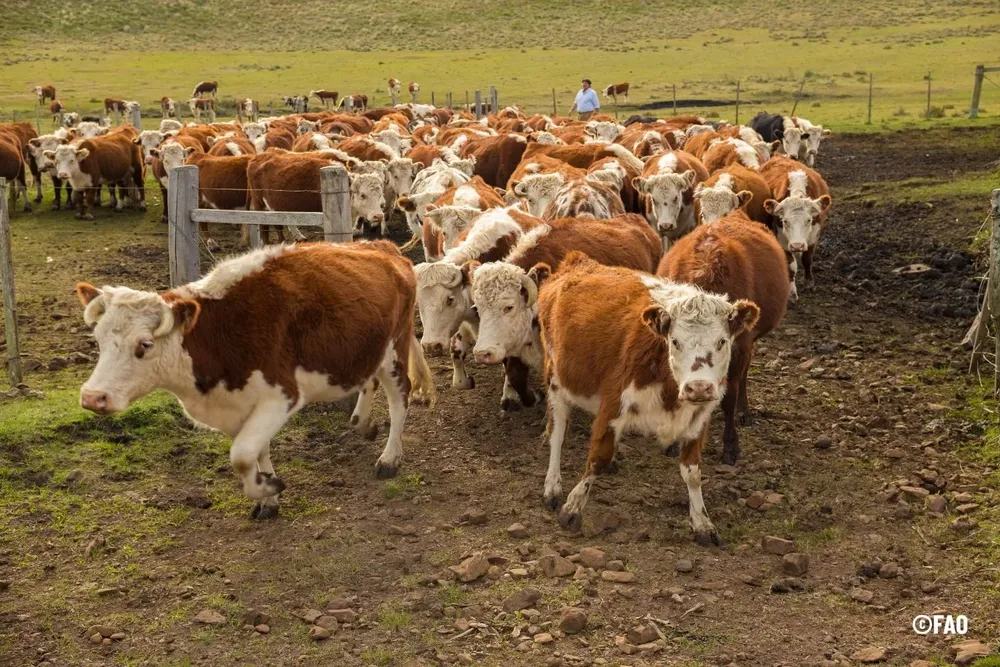Emprendimiento ganadero en Uruguay.