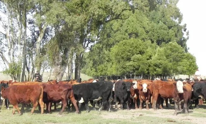 Jornadas de Buiatría llegan con un programa con un programa amplio de disertantes