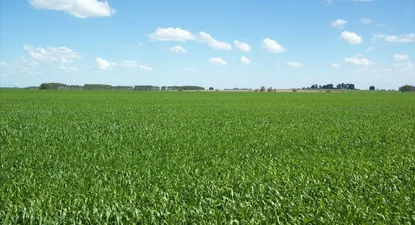 Gobiernos del FA autorizaron a más de 100 sociedades a ser dueñas de tierras