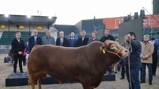 Nicanor es un totor Limousin de cuatro años.