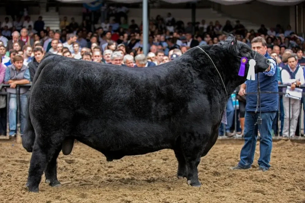 El toro uruguayo Bienhecho logró el premio de Reservado Campeón Senior