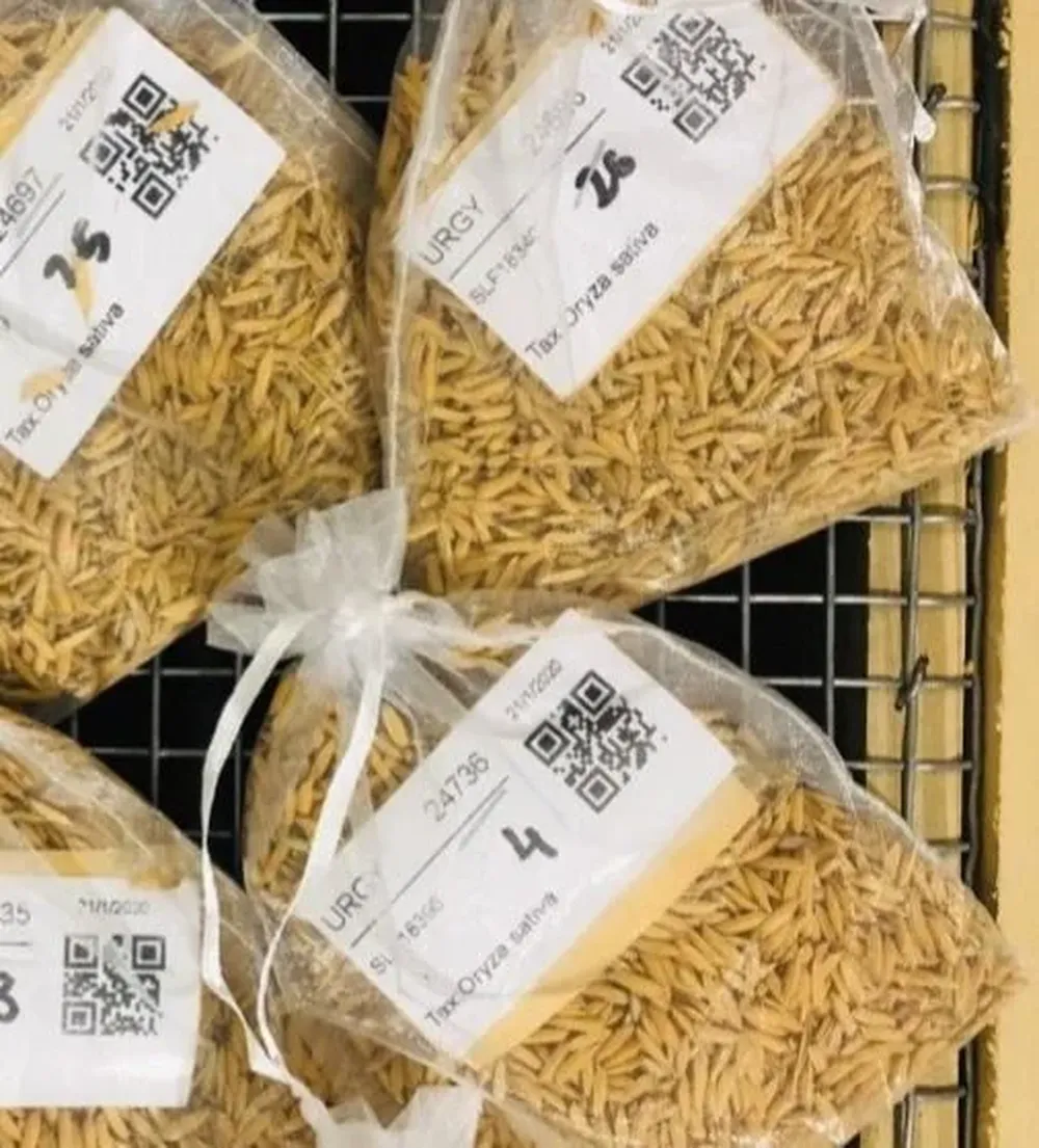 Hay 23.000 semillas en el banco de germoplasma del INIA en La Estanzuela.