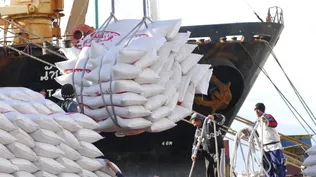 Uruguay exporta cerca del 100% del arroz que produce, con cáscara o elaborado.