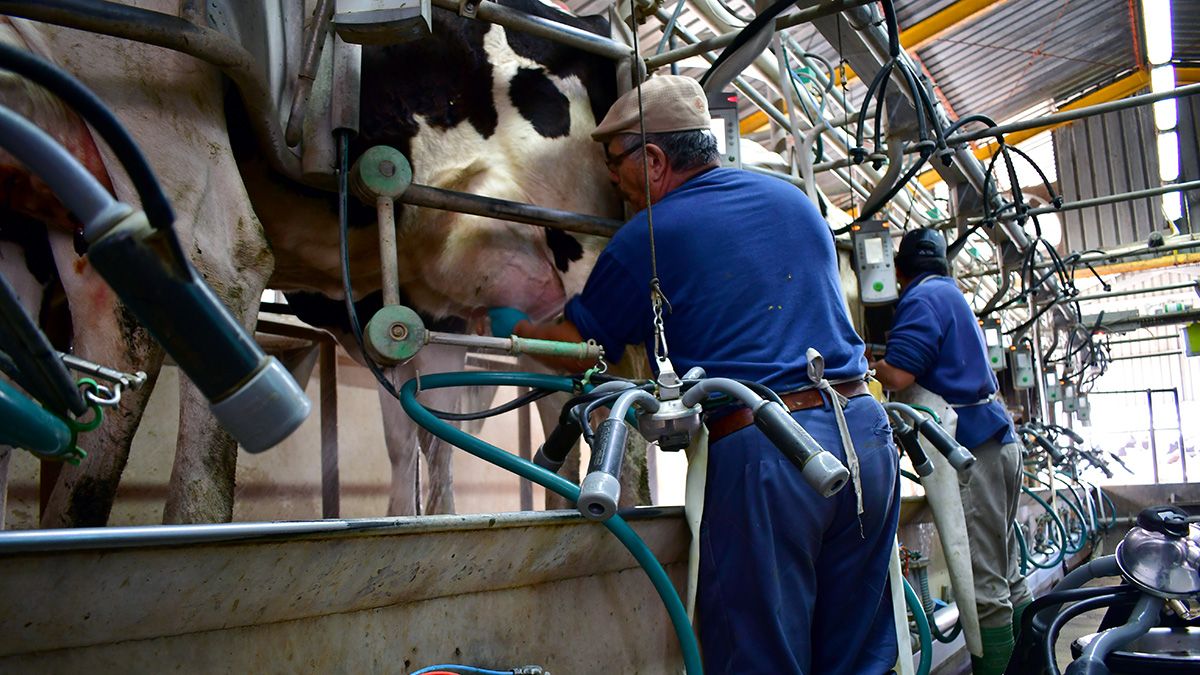 Nuevos datos del Inale sobre el crecimiento en la remisión de leche de tambos a industrias