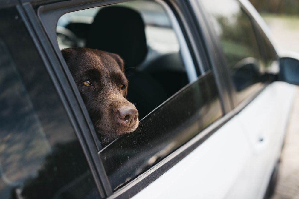 El servicio Uber Pet incluye un costo adicional debido a la necesidad de limpieza especial después de cada viaje.